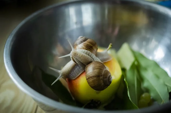 Salyangozları (Helix pomatia) ahşap bir masadaki bir dairede bir kasedeki elmanın üzerine kapatın. Salyangoz yetiştirme ve yetiştirme kavramı
