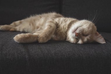 Tatmin olmuş komik evcil kedi. Kedi gri kanepede uyuyor. Evcil hayvan kavramı. Ev konforu.