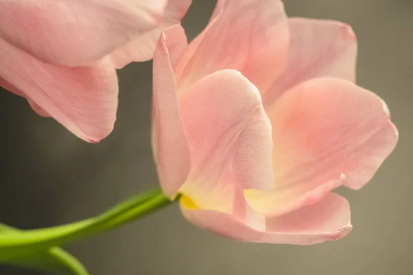 Pembe bir lale yakın plan. Bir çiçeğin narin fotoğrafı.