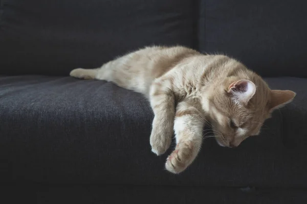 Czerwony Kot Patrzy Dół Sofy Koncepcja Opiekuńczych Zwierząt Home Komfort — Zdjęcie stockowe