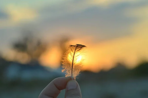 Hand Houdt Een Veer Een Zonsondergang Achtergrond Romantiek Dromerige Stemming — Stockfoto