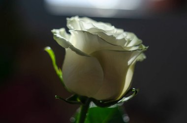 Beyaz gül çiçeği pencereden gelen ışığın arka planına yaklaşır. Odaklanmamış resim, makrofoto