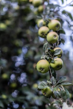 Bahçesinde olgunlaşmamış yeşil elmalar olan elma dalı