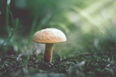 Ormandaki mantarlar kapanıyor. Orman sahnesinde mantar. Mantar ve güneş ışığı