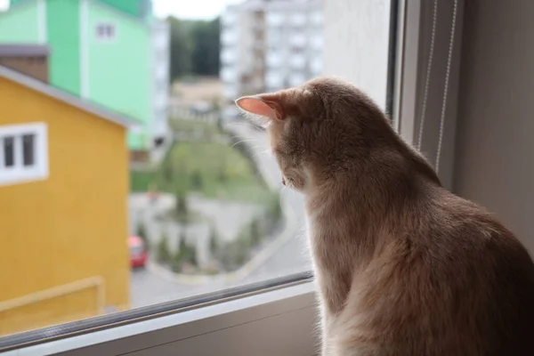 Rote Katze Blickt Aus Dem Fenster — Stockfoto