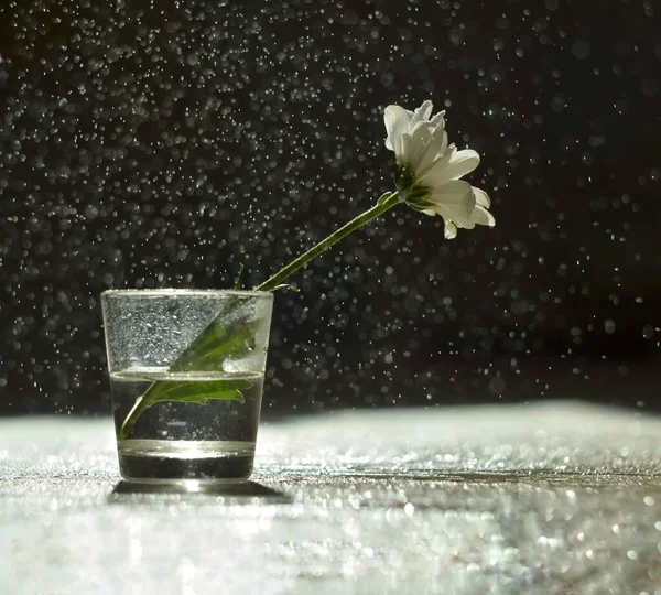 Romantická Kompoziční Květina Chryzantémat Sklenici Pod Kapkami Vody Krásný Déšť — Stock fotografie