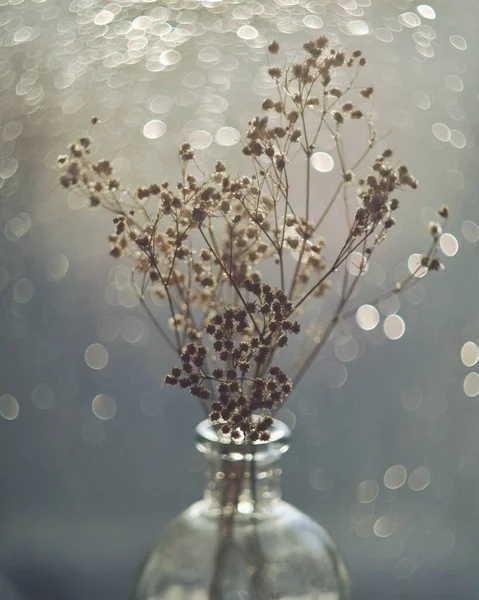 Сушеные Травы Бутылке Крупный План Цветов Интересным Боке Макрофотография Романтическое — стоковое фото