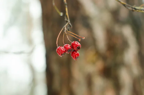 Ramos Congelados Com Bagas Vermelhas Floresta Inverno — Fotografia de Stock