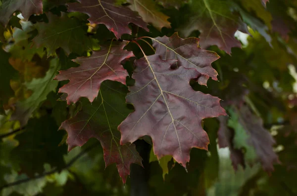 Green Red Maple Leaves Tree — Stock Photo, Image