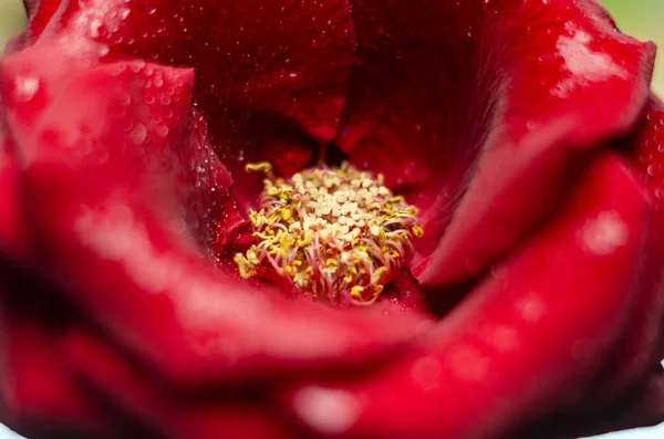 Kırmızı gülün makro fotoğrafı yaprakların üzerine su damlalarıyla doluyor.