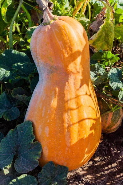 Orange Pumpkin Garden — Stock Photo, Image