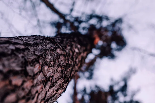 Κάτω Όψη Κορμού Δέντρου Σκοτεινοί Δραματικοί Τόνοι Έννοια Της Υλοτομίας — Φωτογραφία Αρχείου