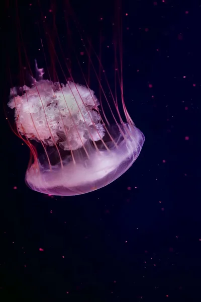 Beautiful Jellyfish Swims Aquarium Dark Background Water Compass Jellyfish — Stock Photo, Image