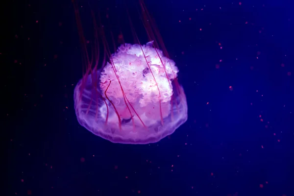 Hermosas Medusas Nadan Acuario Sobre Fondo Azul Oscuro Agua Medusas — Foto de Stock