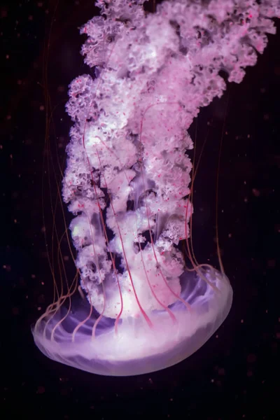 Piękna Meduza Akwarium Ciemnym Tle Wody Meduza Kompasowa — Zdjęcie stockowe