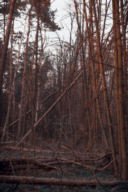Uzun çamlı bir orman. Ağaç gövdeleri ormana düşmüş. Sıcak renklerde koyu siyah resim.