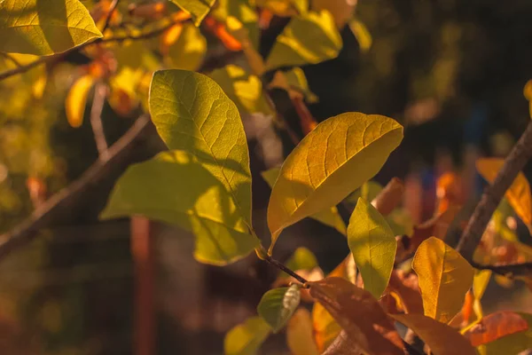 Κλείσιμο Των Κλαδιών Των Δέντρων Φθινοπωρινά Φύλλα Πορτοκαλιού Ζεστά Χρώματα — Φωτογραφία Αρχείου
