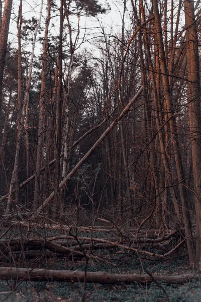 Nadelwald Mit Hohen Kiefern Baumstämme Stürzten Den Wald Dunkles Noir — Stockfoto