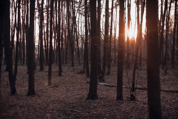 Puesta Sol Brillando Través Los Troncos Los Árboles Bosque Coníferas — Foto de Stock