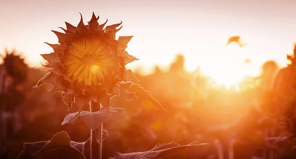 gün batımında ayçiçeği