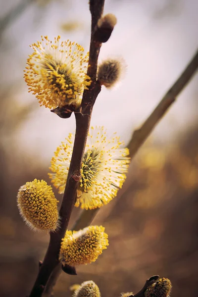 ilkbaharda çiçek açan söğüt