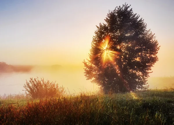 güneşin doğuşunu engelleme ağaç