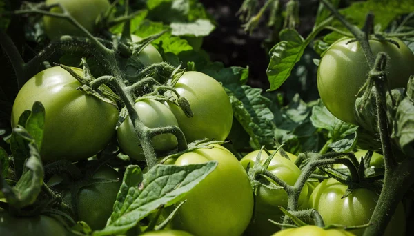 Bir dalda yeşil domates