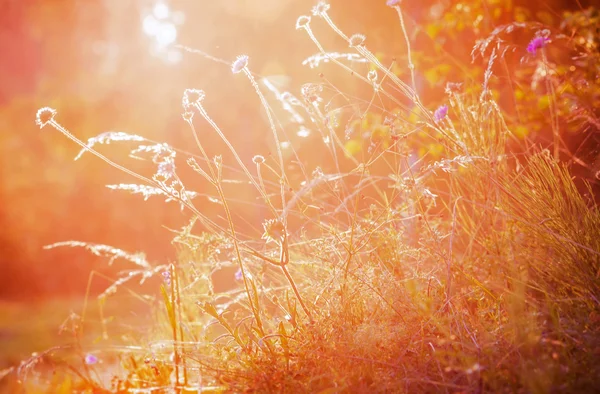 Los colores de la tarde del verano — Foto de Stock