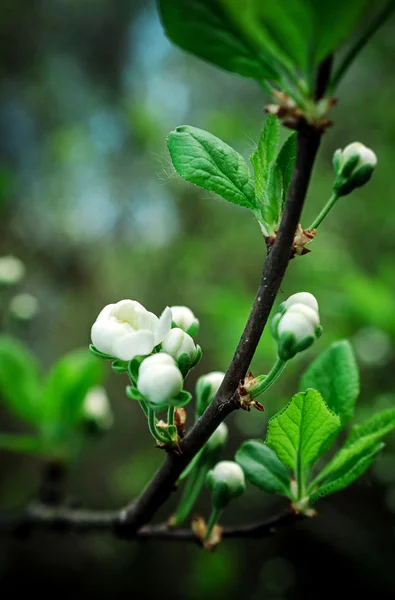 Çiçek açan elma ağacı