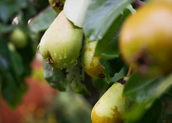 Armut dalda yaz aylarında ağırlığında.
