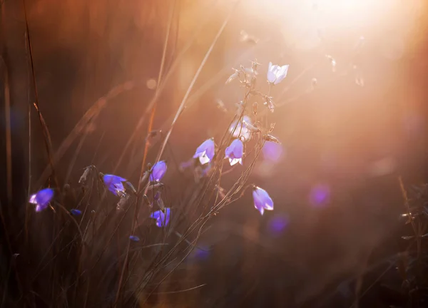 akşam ışığı çimlere 2 düşüyor