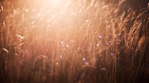 Luz de la noche cayendo sobre la hierba — Foto de Stock