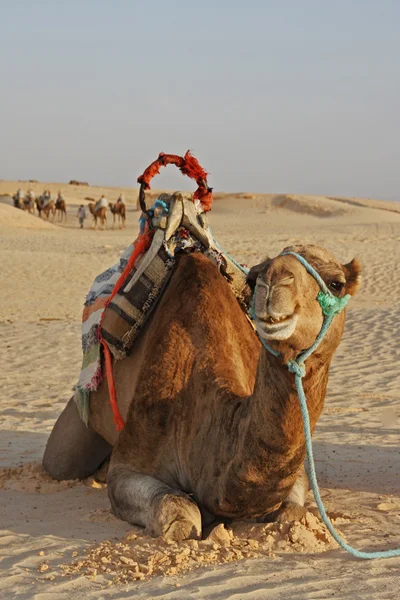 Camelos em um deserto — Fotografia de Stock