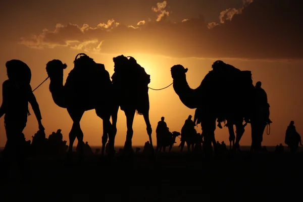 Camelos em um deserto, silhueta — Fotografia de Stock