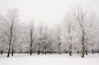 Kış parkta buz kaplı ağaçlar