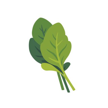 Taze yeşil doru keskin yapraklı yeşiller, izole edilmiş düz stil vektör çizimi