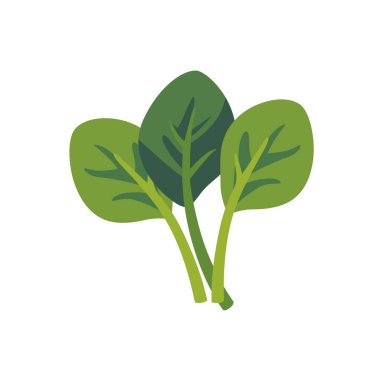 Taze yeşil ıspanak yaprakları bir demet sebze, izole edilmiş düz stil vektör çizimi