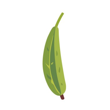 Taze yeşil kabak kabağı sebzesi, izole edilmiş düz biçim vektör çizimi