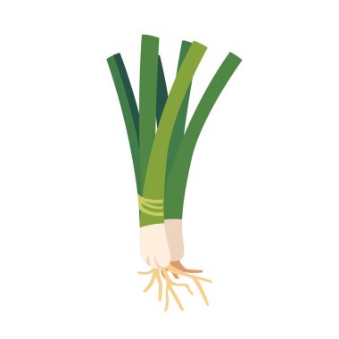 Fresh green scallion onion vegetable bunch, isolated flat style vector illustration