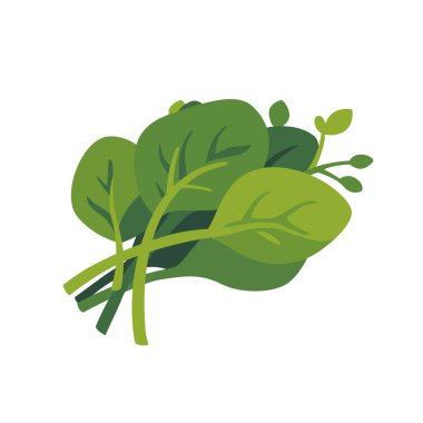 Taze yeşil Malabar ıspanak yapraklı sebze, izole edilmiş düz stil vektör çizimi