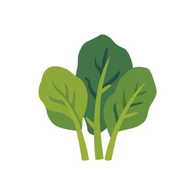 Taze lahana yeşili yapraklı lahana sebzesi, izole edilmiş düz stil vektör çizimi.