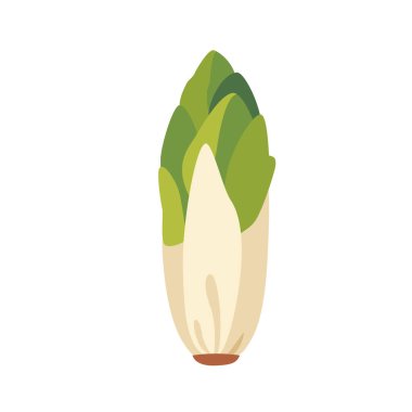 Fresh green Belgian endive chicory vegetable, isolated flat style vector illustration