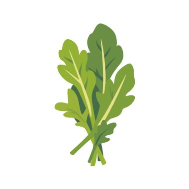Taze roket yapraklı yeşil salata, izole edilmiş düz stil vektör çizimi.