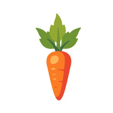 Taze turuncu havuç, sebze kökü, izole edilmiş düz stil vektör çizimi.