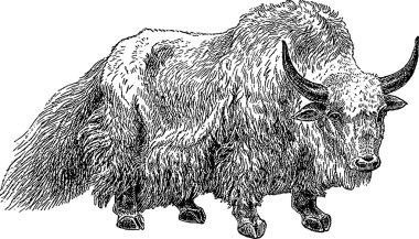 Vintage görüntü yak