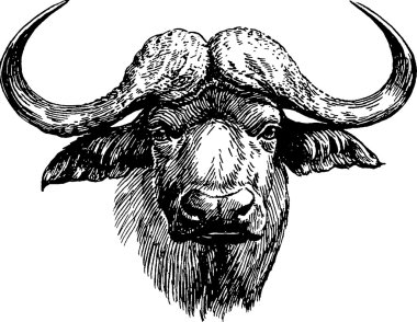 Vintage görüntü buffalo