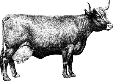 Vintage çizim inek