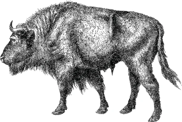 Vintage bild bison — Stockfoto
