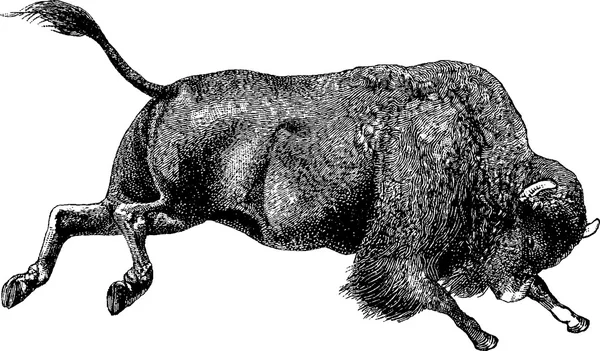Vintage bild bison — Stockfoto
