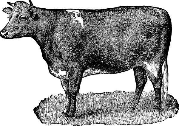 Vintage rajz tehén — Stock Fotó